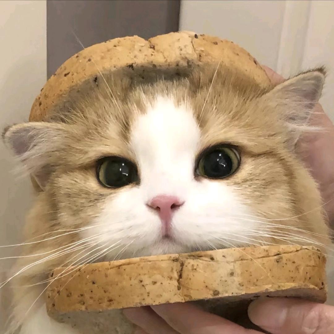 🍞面包脑袋