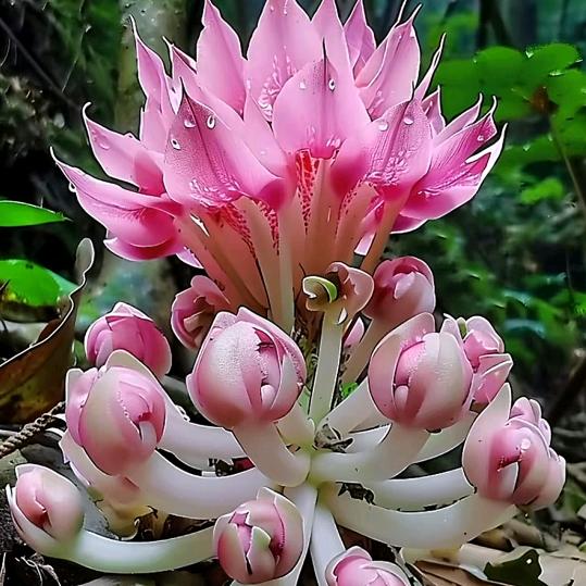 🌹晨曦逐梦🌹