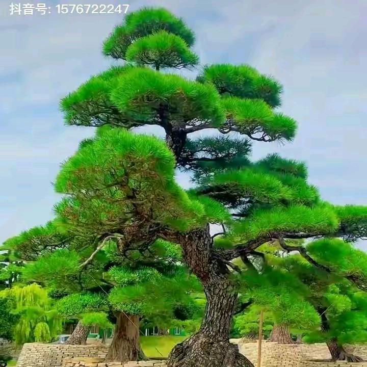 缘份天空29212307340