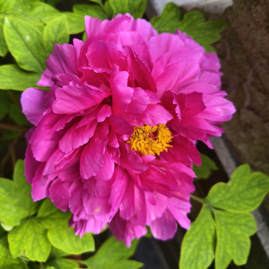 铿锵玫瑰🌹🌹🌹🐴🐴