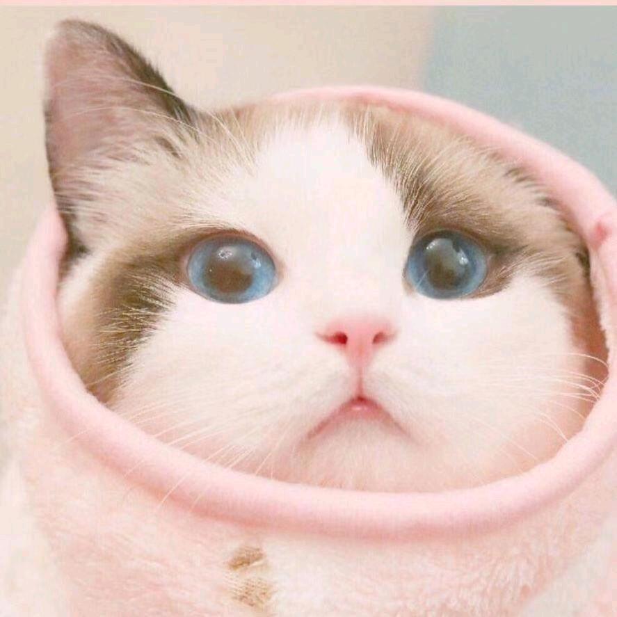 万哥