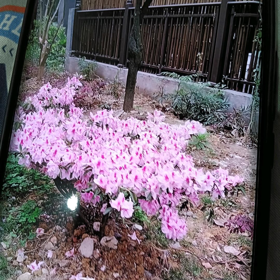 杨四姐。首播12点10分