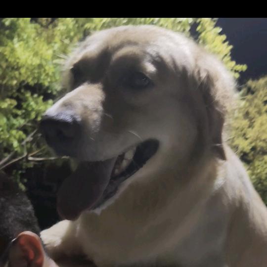 哇达西卡哇伊
