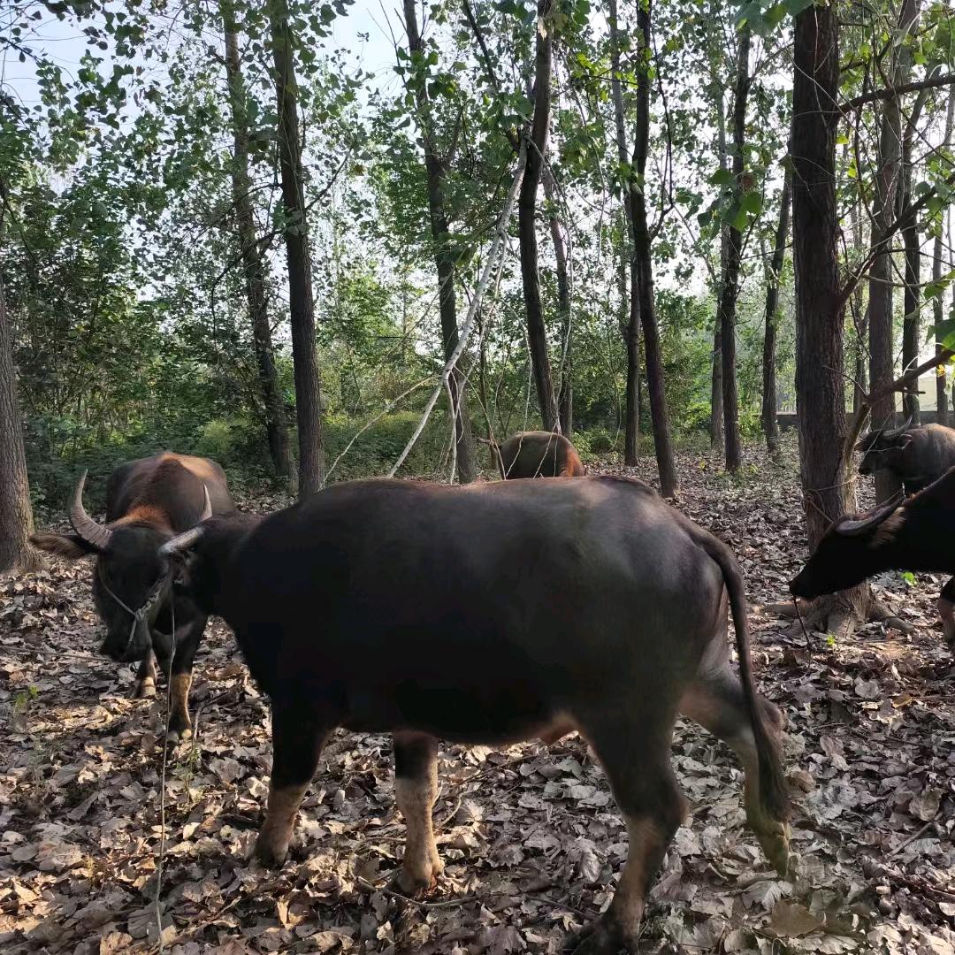 黄陵闸钓友水果渔具副食店