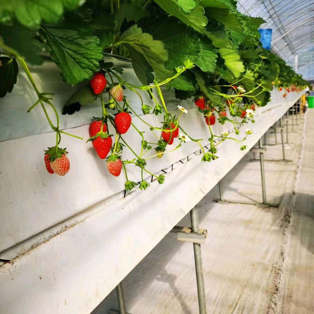 天目湖南钱草莓园(21号)店