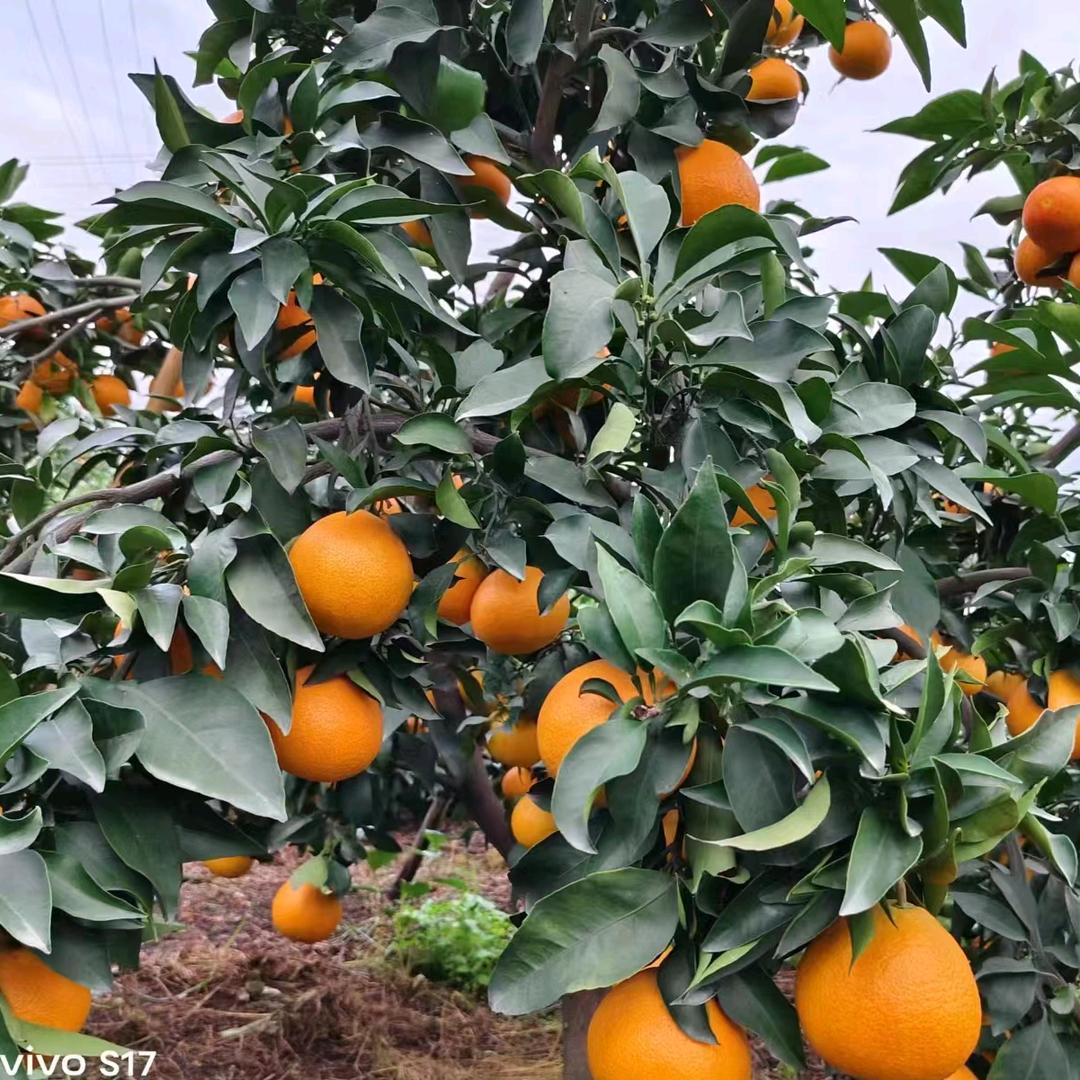 好吃不贵水果店+刘三姐手工煎饼