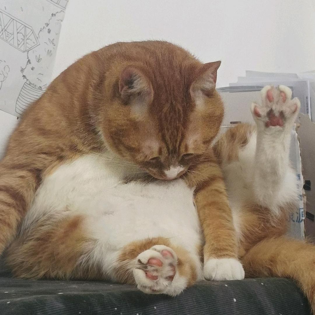 宠宠爱好物