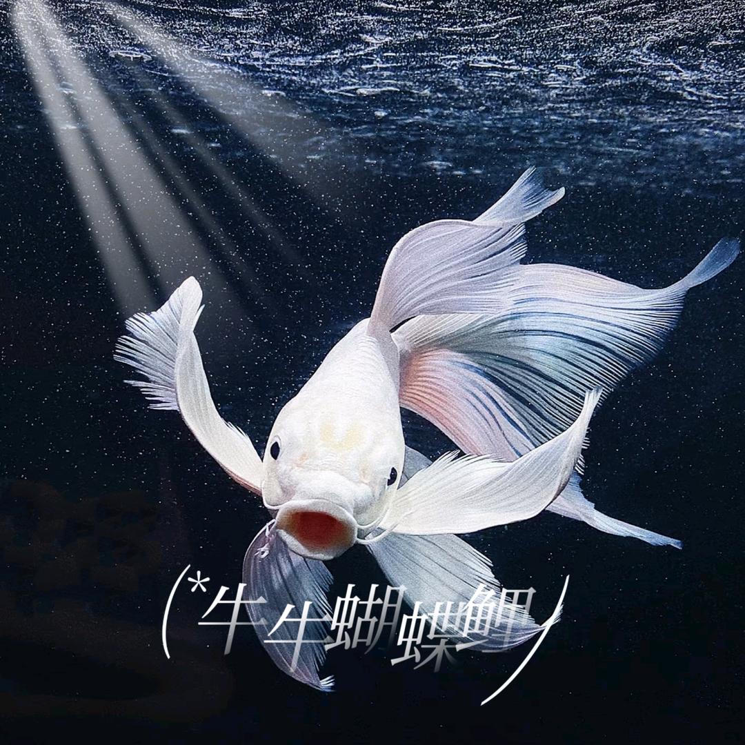 牛牛蝴蝶鲤