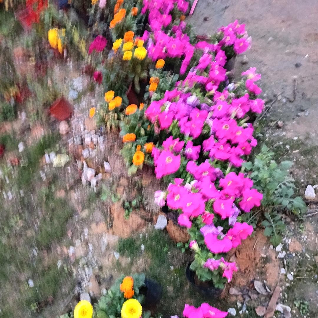 开心