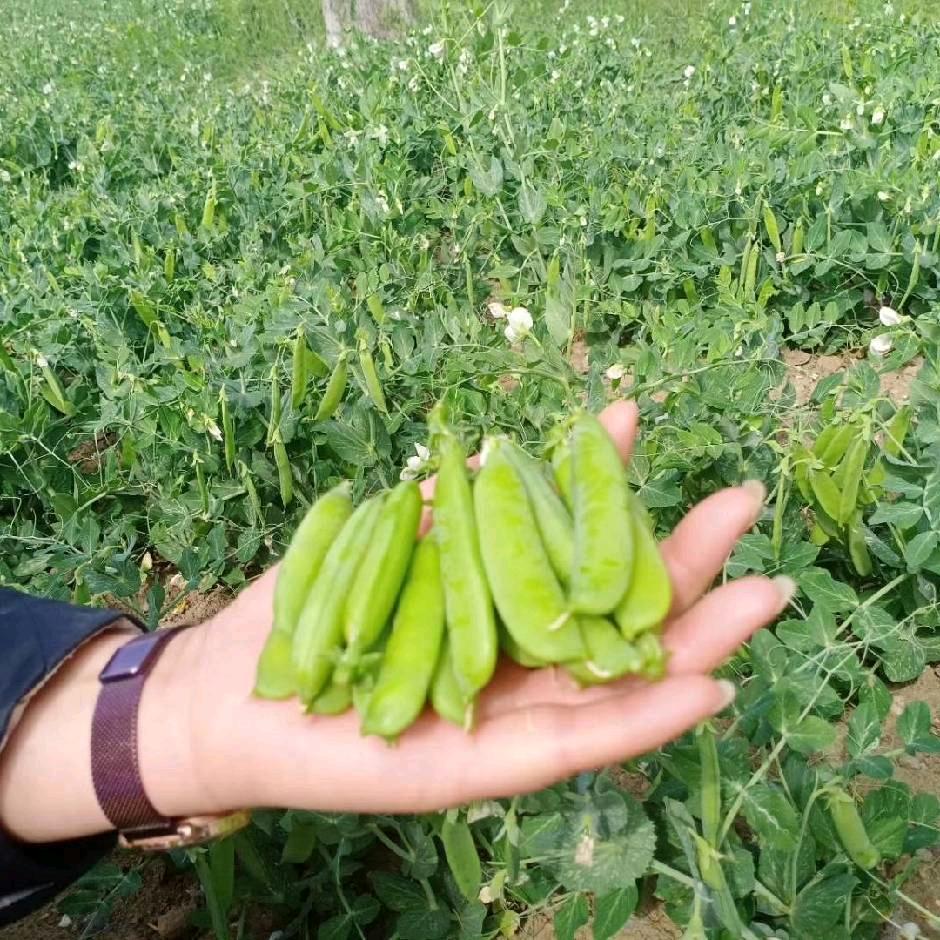南阳开心豌豆姐合作社
