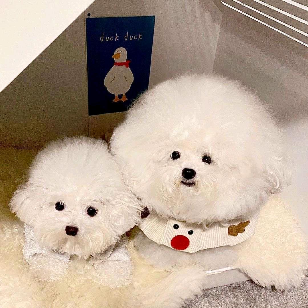 大凯家的韩系比熊26号