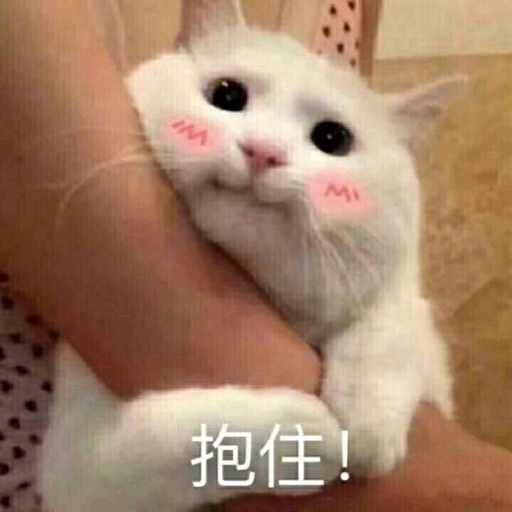不睡猫