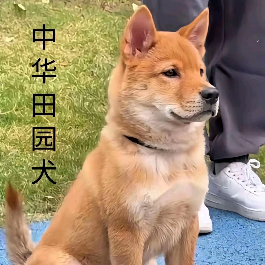 大黄日记