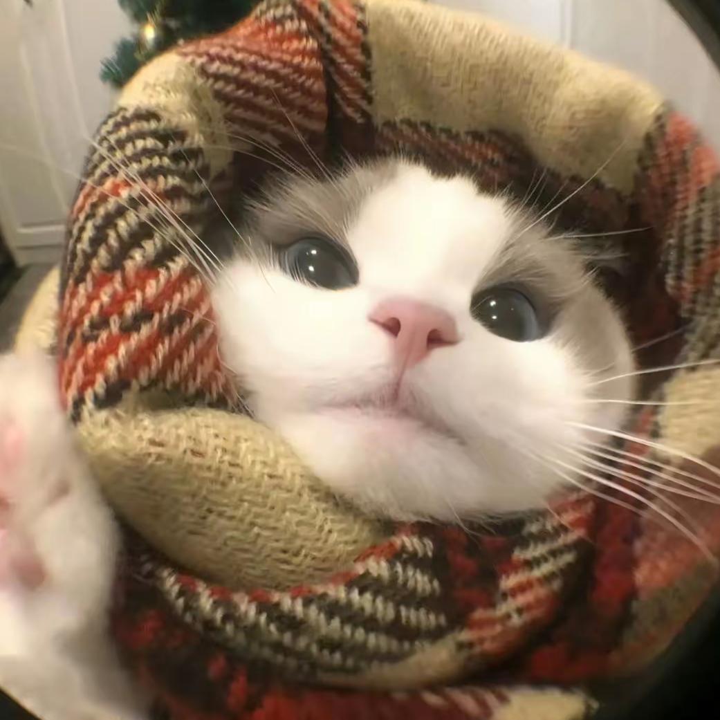 反派冷酷小猫
