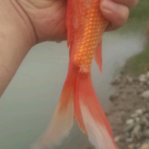 分浅缘薄