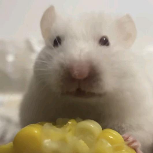 岑夏（跟芹菜抗争到底版）