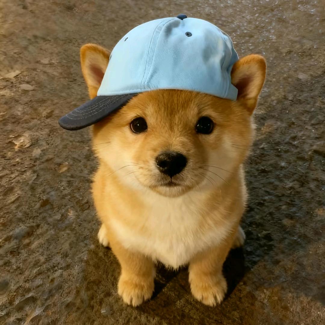 瑞辰