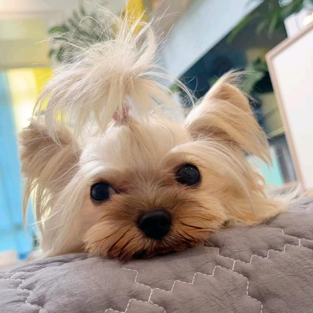 未来商王