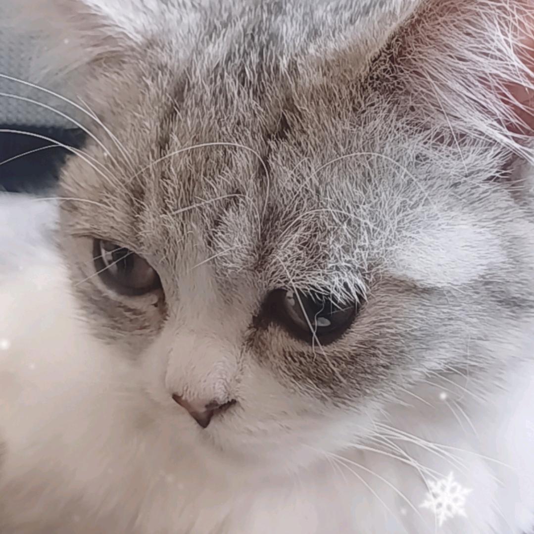招财是只猫喵