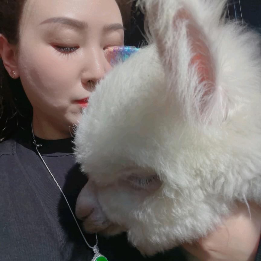 蕾姐&羊驼饭团儿