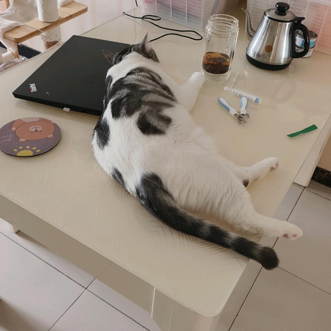 金牌铲屎官（19只小猫妈妈）