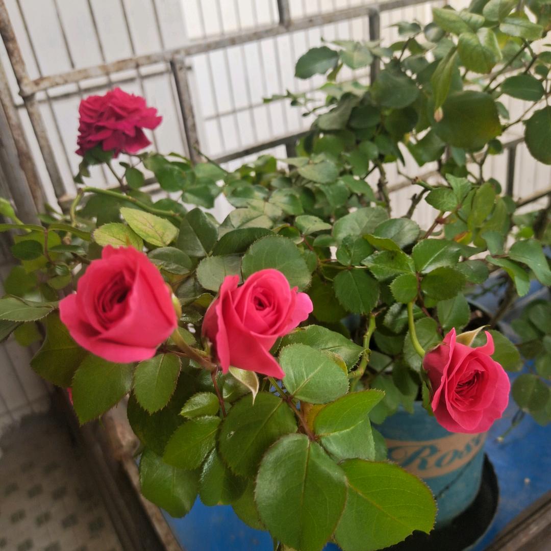 愿做菩萨那朵莲