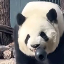 🐼浑身反骨的熊猫🐼