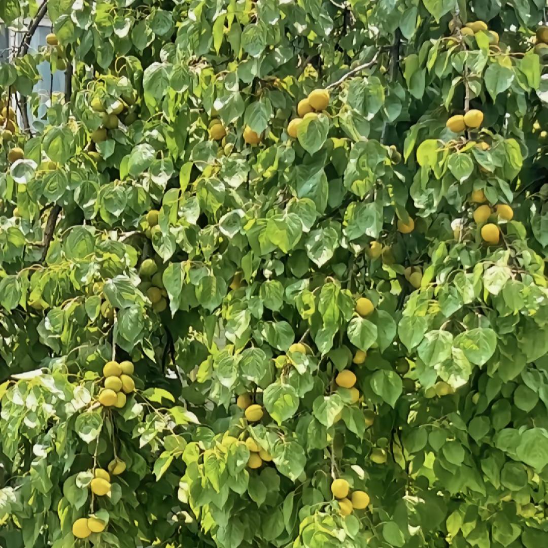锦悦