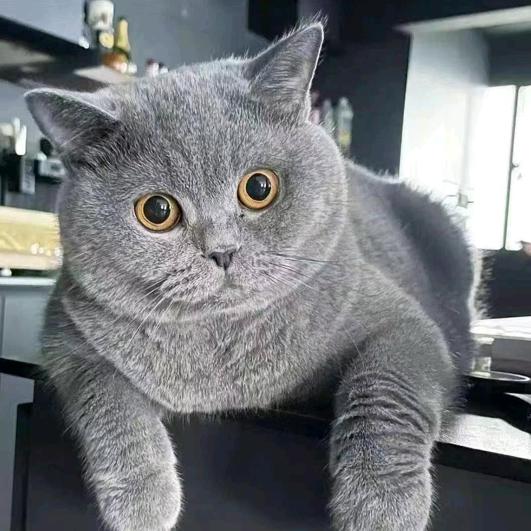 亚的小猫咪