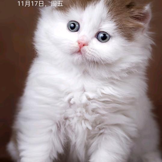 张菊美