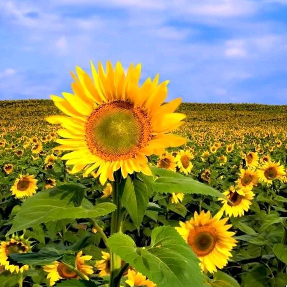 小花