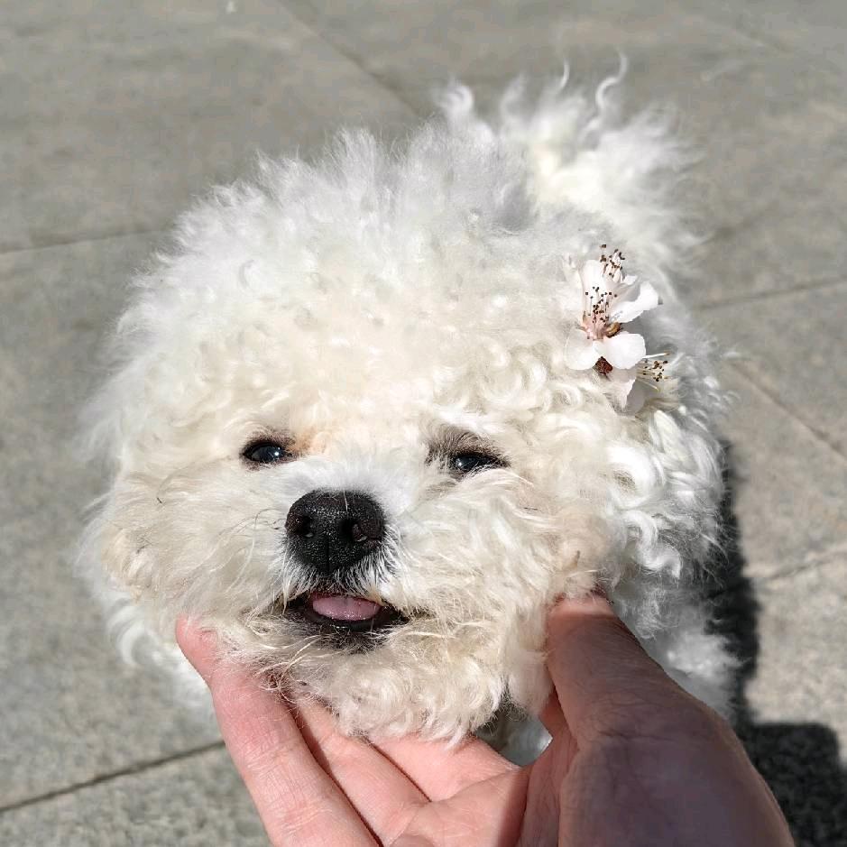 金子