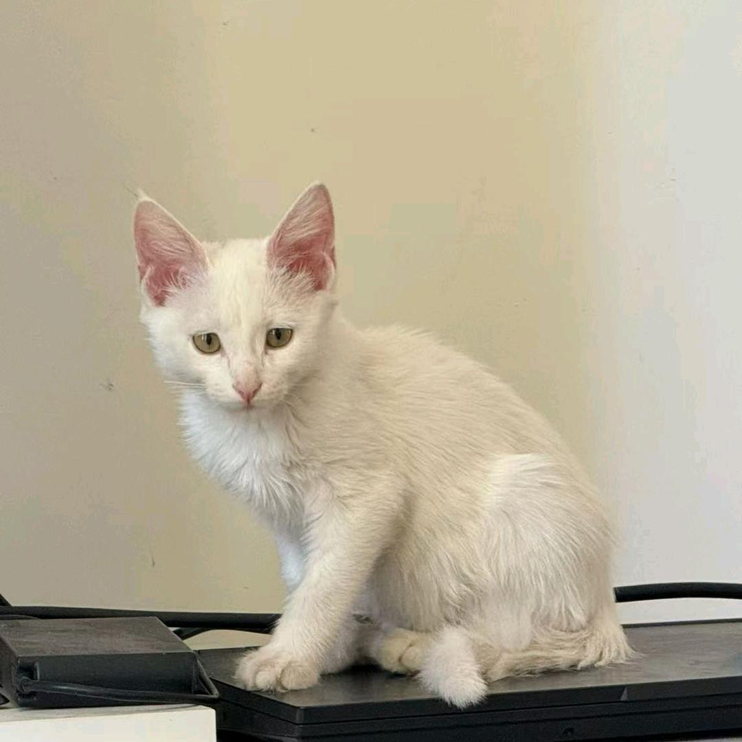 野猪猩猩黄鼠狼蛤蟆拳👊🏻