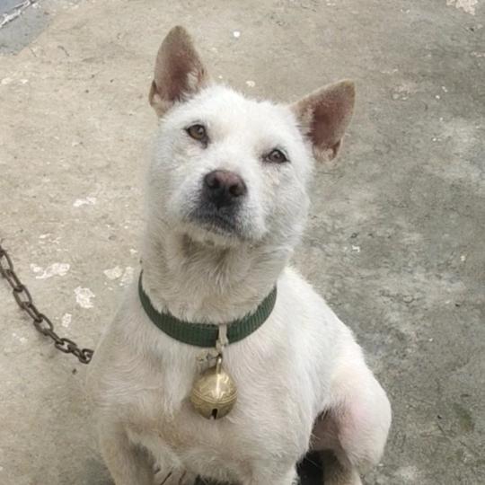 贵州  老罗  深山猎犬🐍🐍