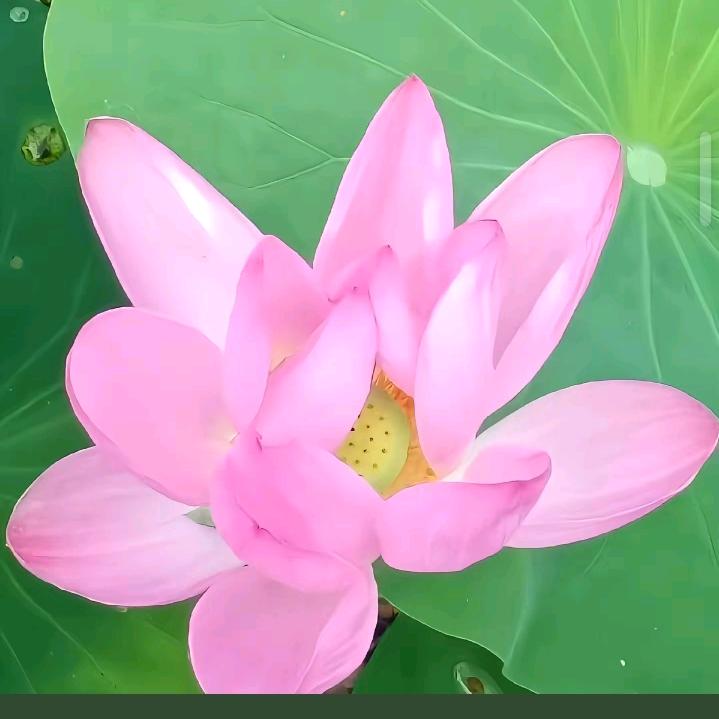 一枝花