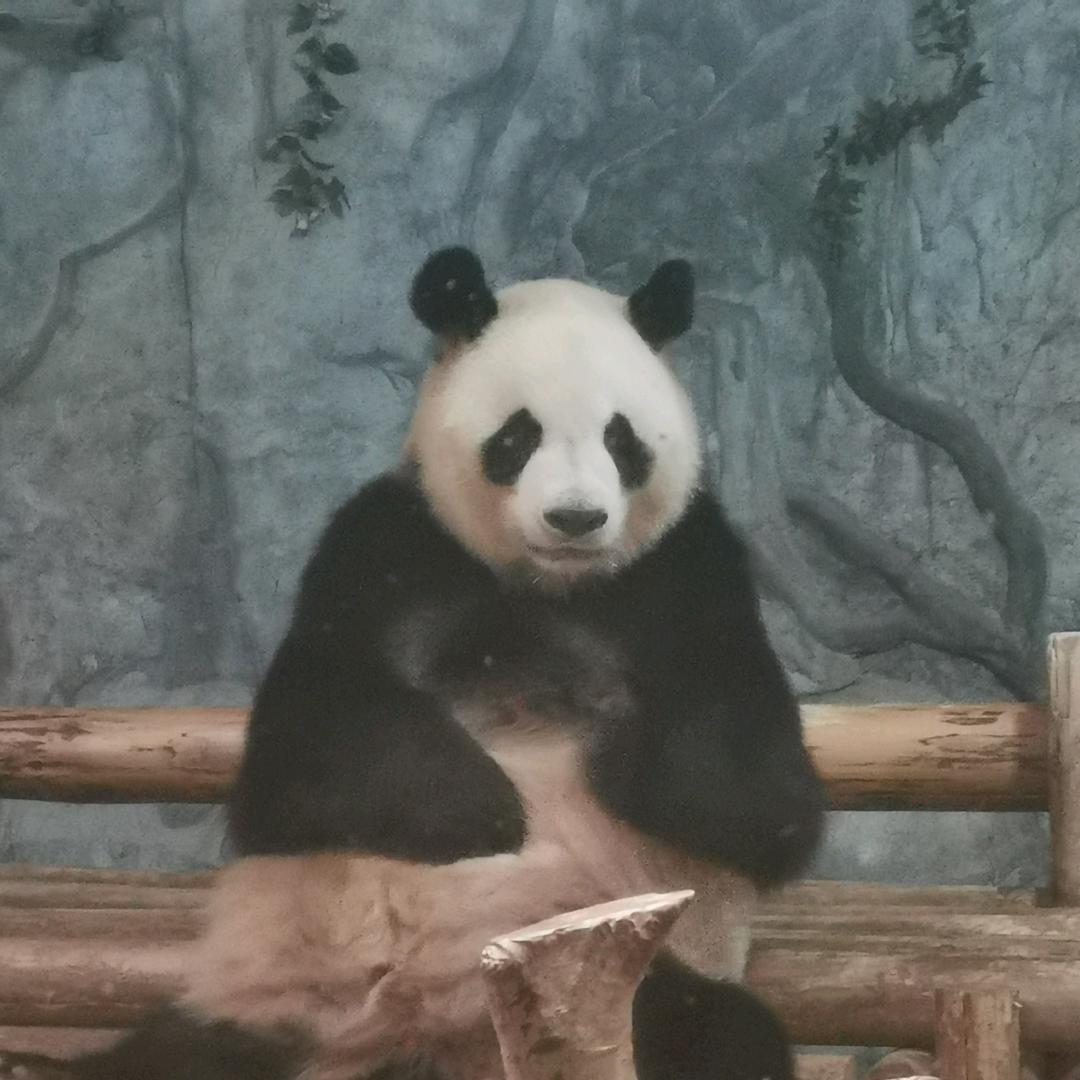 司徒长歌头像