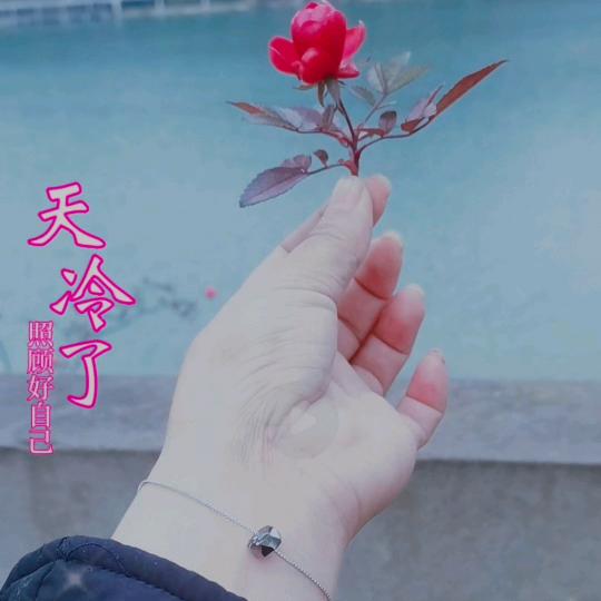 幸运草