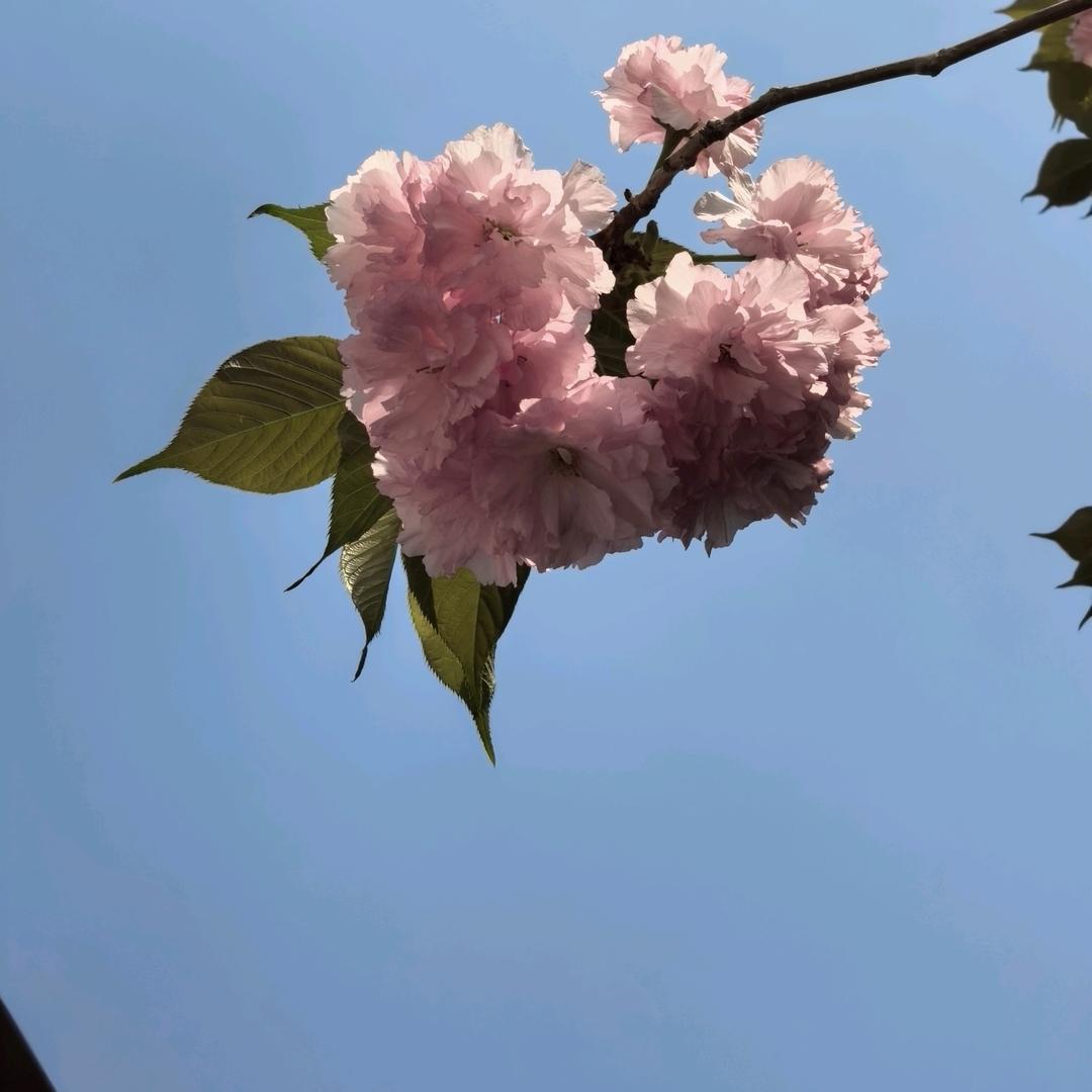 冬麦子