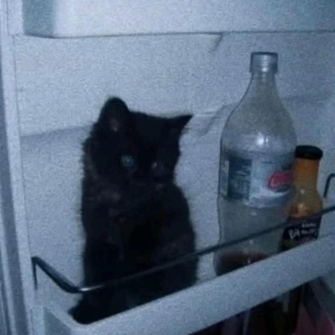 ୧₍˄·͈༝·͈˄₎୨