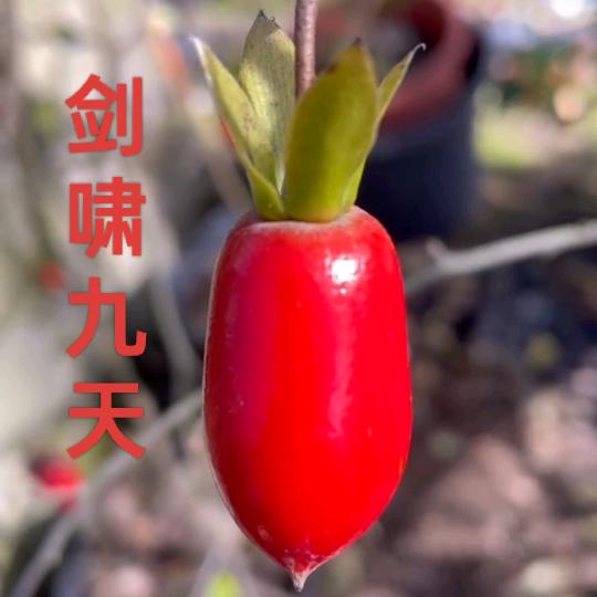 狼行园艺（老鸦柿）