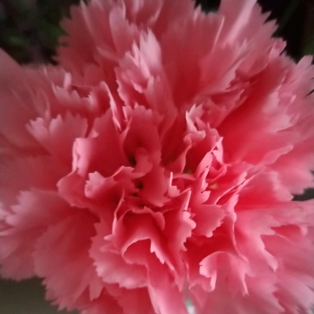 爱伊丝头像