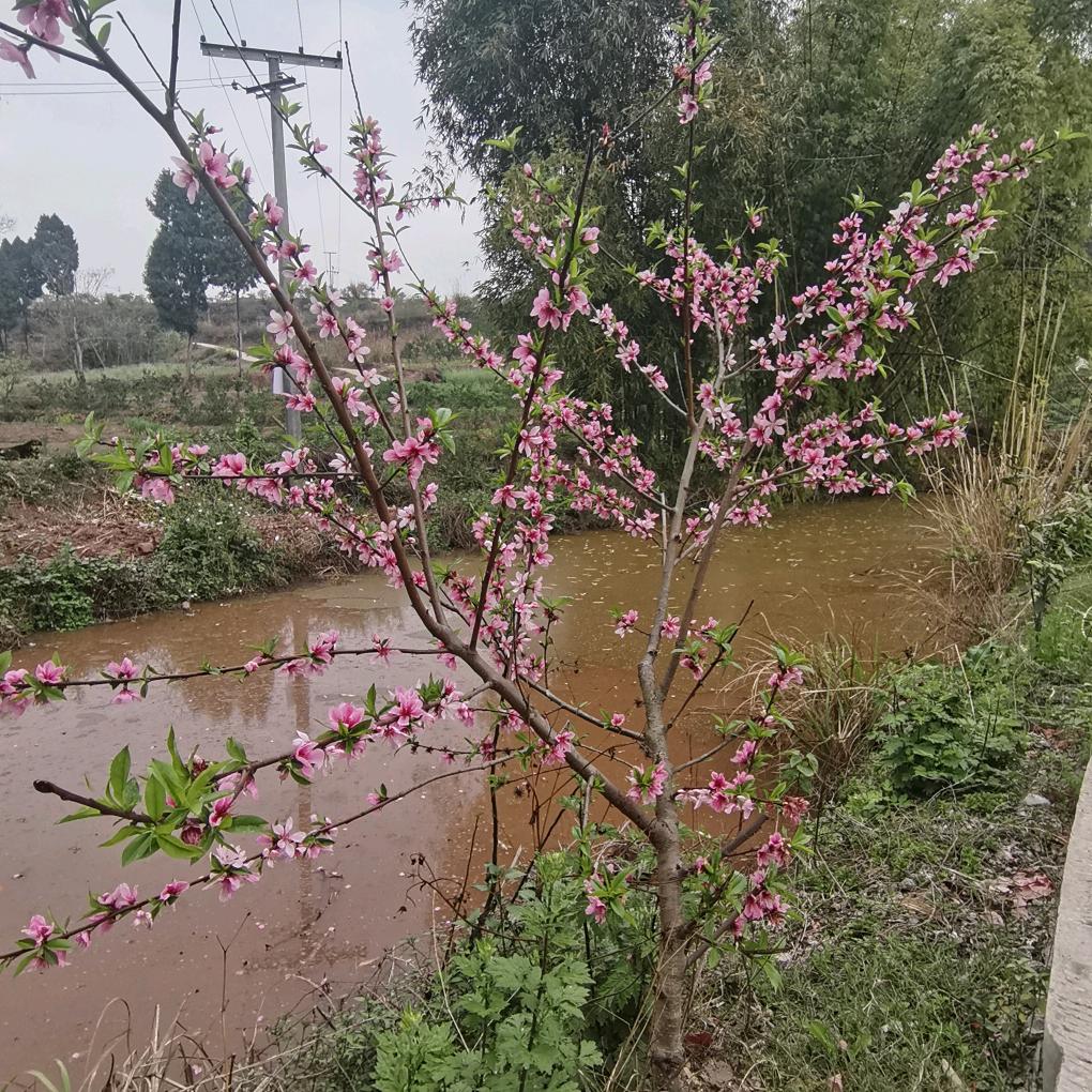小月丽丽