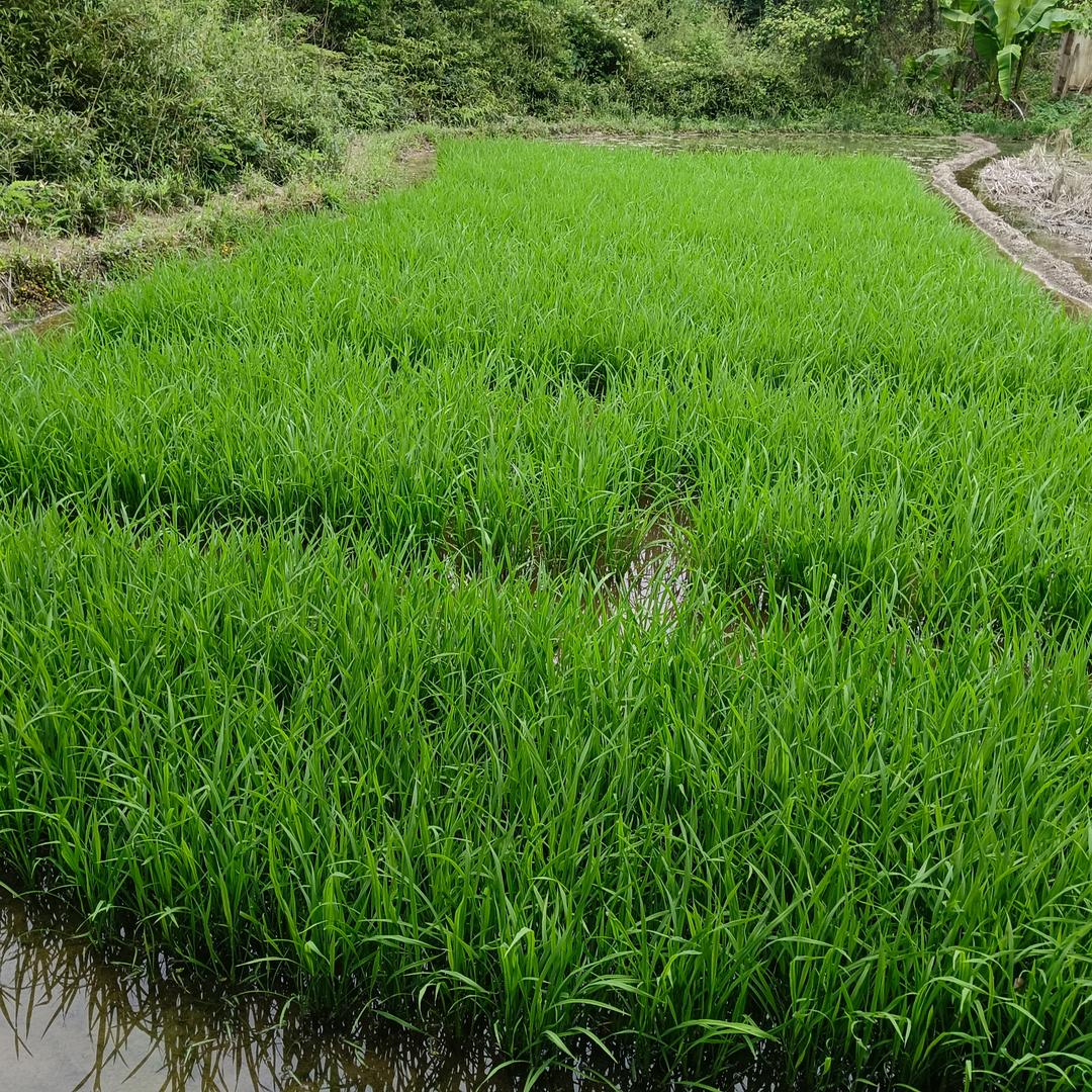 李哥漫聊（在四川）