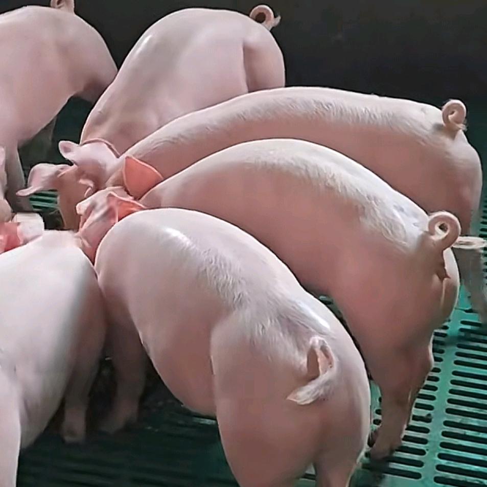 ༣龙 哥 在 养 猪༣