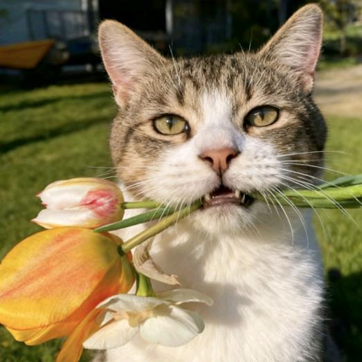 偷走鸡腿腿腿腿耶耶耶耶耶耶！