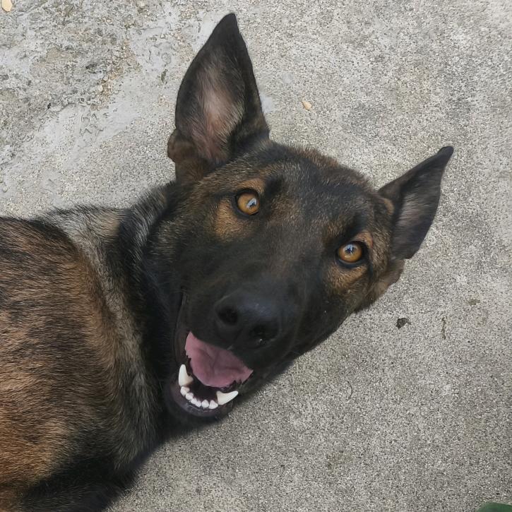 马犬