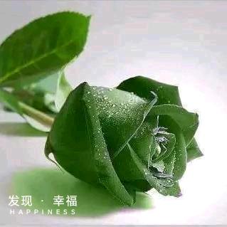 豫东花卉大世界——刘冰姐妹花卉店