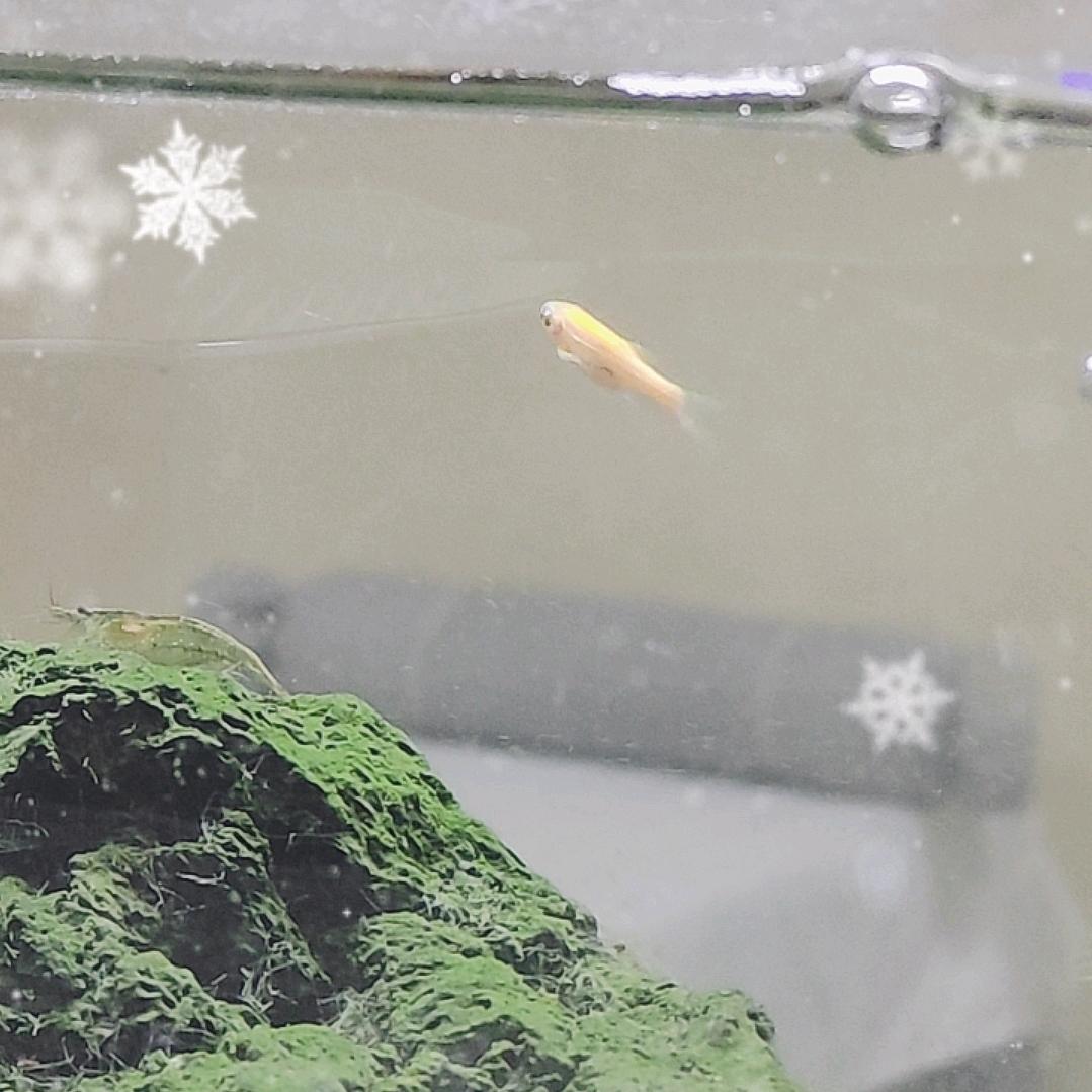 传古推拿临湖苑店潘师傅