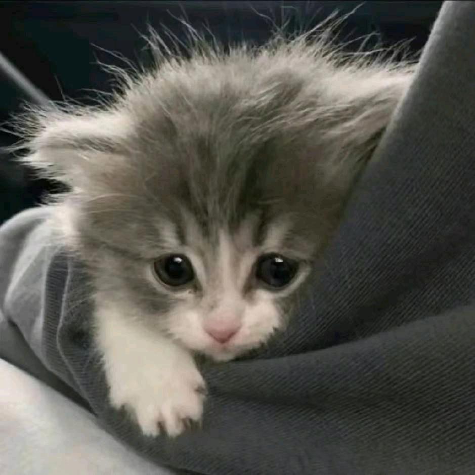 词曲丶