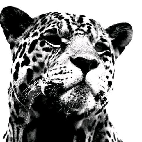 🐆